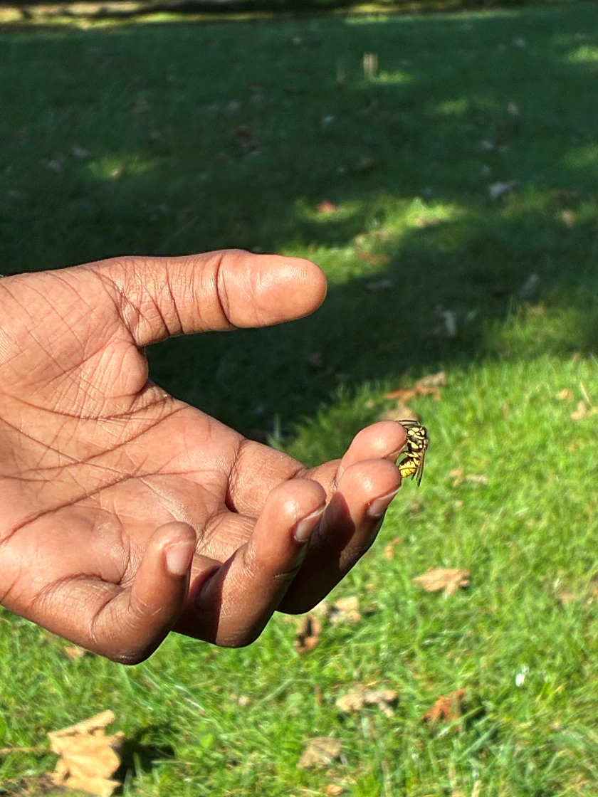 Wespe auf einer Kinderhand