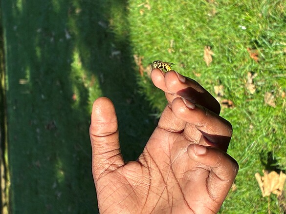 Bild zeigt eine Kinderhand, auf der eine Wespe sitzt